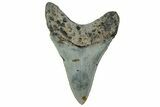 Serrated, Fossil Megalodon Tooth - North Carolina #328274-1
